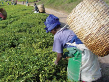 Farming in Africa