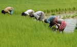 indian farmers in africa